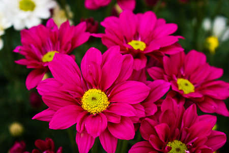 flower in thailandの写真素材