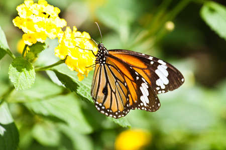 flower in thailandの写真素材