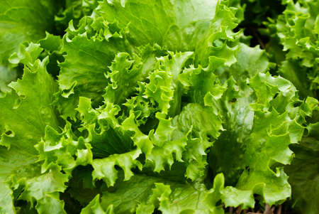 saladの写真素材