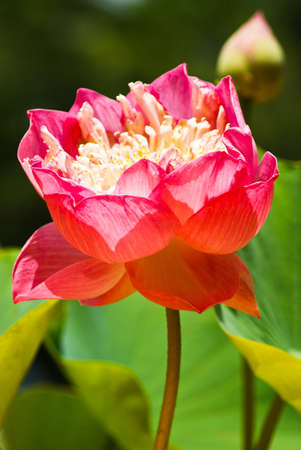 lotus in the templeの写真素材