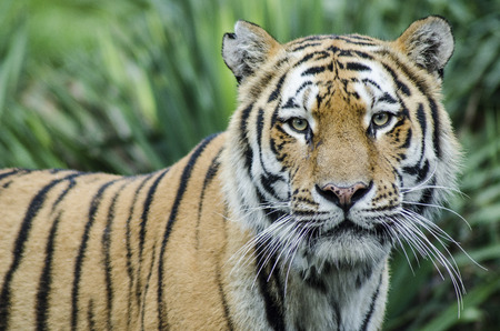 CUMIANA- TURIN, ITALY-AUGUST 12, 2014: The Royal Bengala Tiger portrait in ZOOM Bio park a new zoological park in Cumiana, Italyのeditorial素材