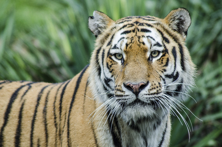 CUMIANA- TURIN, ITALY-AUGUST 12, 2014: The Royal Bengala Tiger portrait in ZOOM Bio park a new zoological park in Cumiana, Italyのeditorial素材