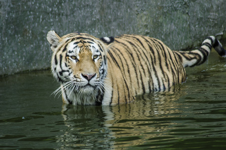 CUMIANA- TURIN, ITALY-AUGUST 12, 2014: The Royal Bengala Tiger portrait in ZOOM Bio park a new zoological park in Cumiana, Italyのeditorial素材