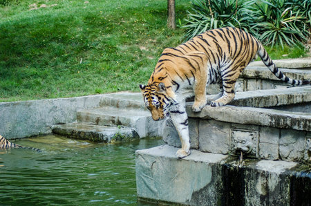 CUMIANA- TURIN, ITALY-AUGUST 12, 2014: The Royal Bengala Tiger portrait in ZOOM Bio park a new...