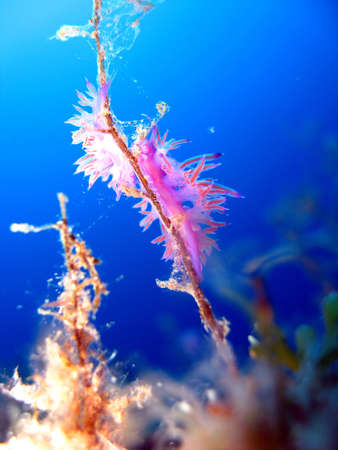 Nudibranchs in the mediterranean seaの写真素材