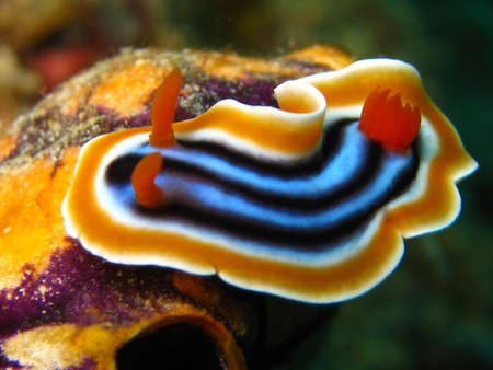Nudibranchs in the mediterranean seaの写真素材