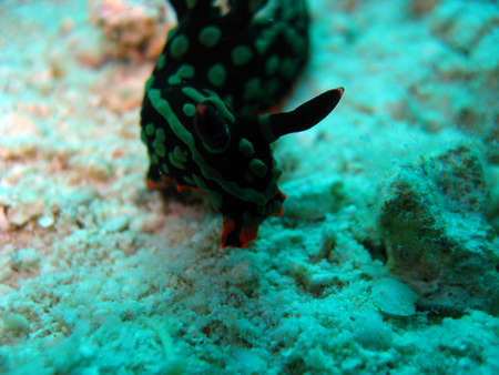 Nudibranchs in the mediterranean sea の写真素材