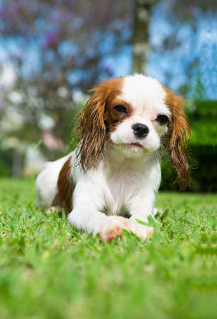 Cute dog on the grassの写真素材