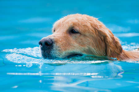 Golden retriever swimmingの写真素材