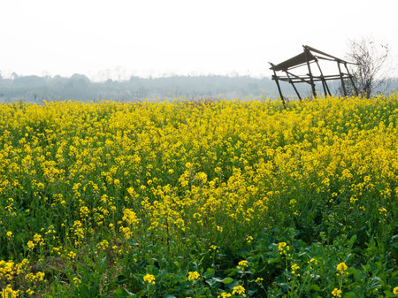 Rape fieldの写真素材