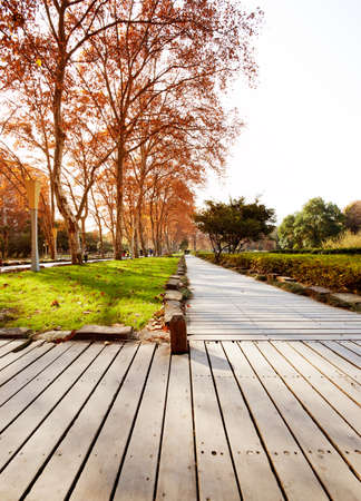 Path in the splendor of the fall colors in autumn の写真素材