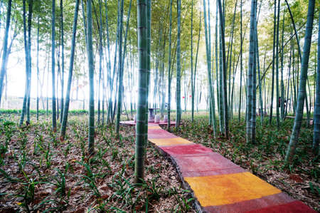path in bamboo forest の写真素材