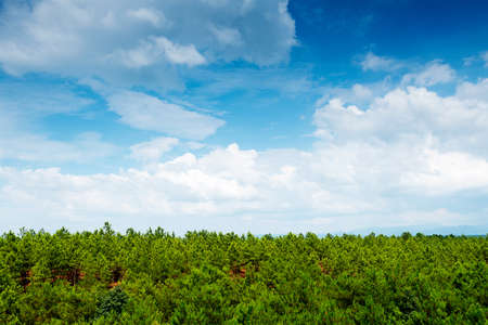 Bright sunset over green fieldの写真素材