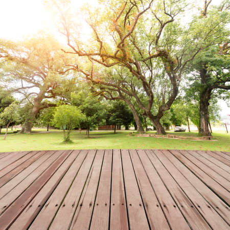 forest treesの写真素材