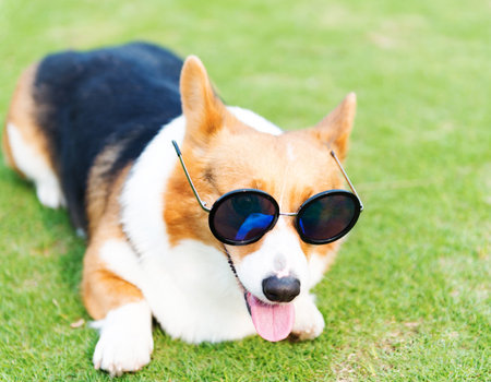 Dog wearing sunglasses on the green grassの写真素材