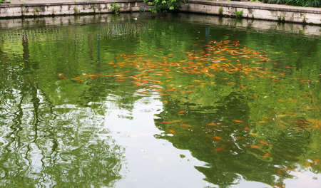 Many colored koi carps in the pondの写真素材