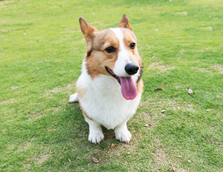 Welsh Corgi Pembrokeの写真素材