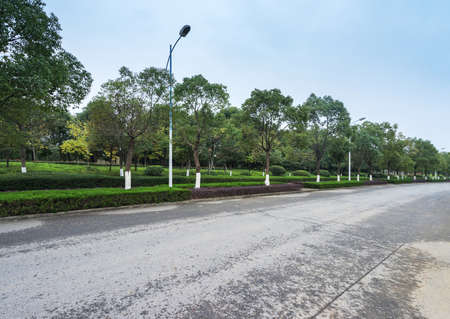 Forest roadの写真素材