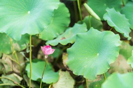 A beautiful pink waterlily or lotus flower in pond