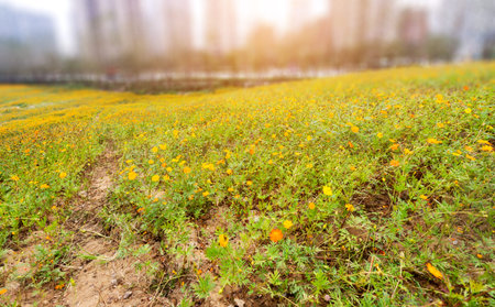 Wildflowers