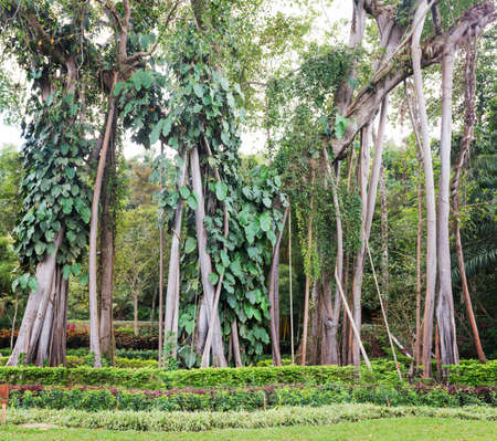 Banyan treeの写真素材