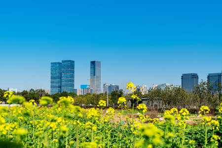 flower field in park at city center and modern city