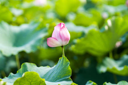 A beautiful pink waterlily or lotus flower in pondの写真素材