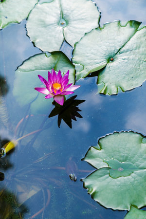 closeup beautiful lotus flower and green leaf in pond, purity nature background