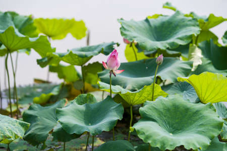 A beautiful pink waterlily or lotus flower in pondの写真素材