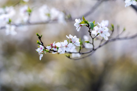In spring, the cherry blossoms are in full bloomの写真素材
