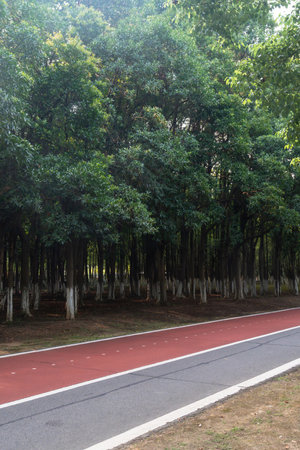 New pathway and beautiful trees track for running or walking and cycling relax in the parkの写真素材