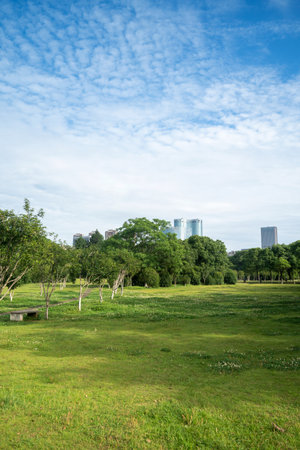 flower field in park at city center and modern cityの写真素材