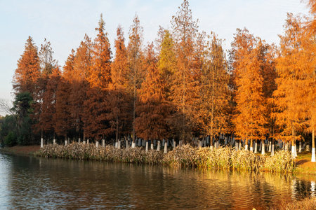 Beautiful forest lake in the autumn dayの写真素材