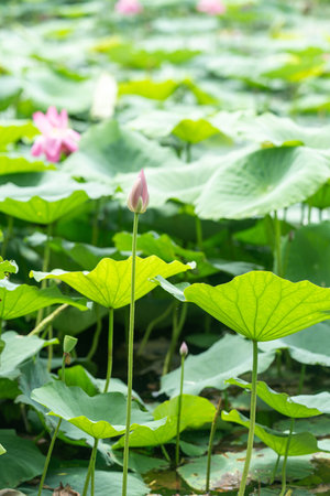 A beautiful pink waterlily or lotus flower in pondの写真素材