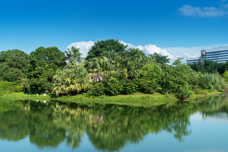 Lush greener around the pond in the parkの写真素材