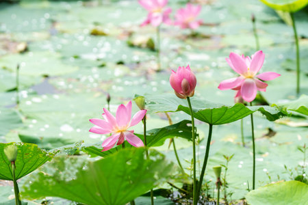 A beautiful pink waterlily or lotus flower in pondの写真素材