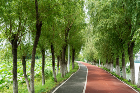 New pathway and beautiful trees track for running or walking and cycling relax in the park