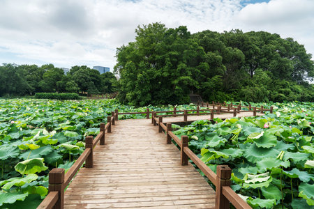 The outdoor park pond is full of lotus flowersの写真素材