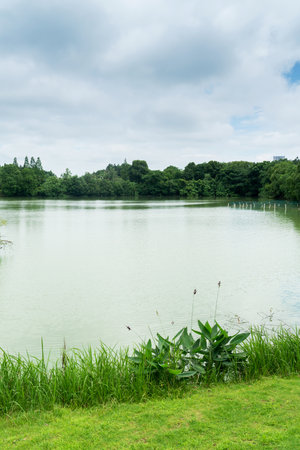 Lush greener around the pond in the parkの写真素材