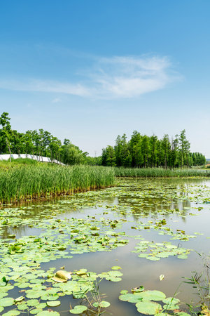 Lush greener around the pond in the parkの写真素材