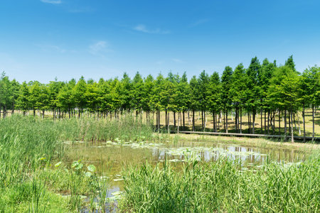 Lush greener around the pond in the parkの写真素材