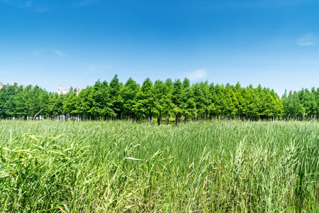 Beautiful panorama of green city parkの写真素材