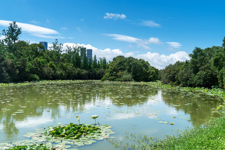 The outdoor park pond is full of lotus flowersの写真素材