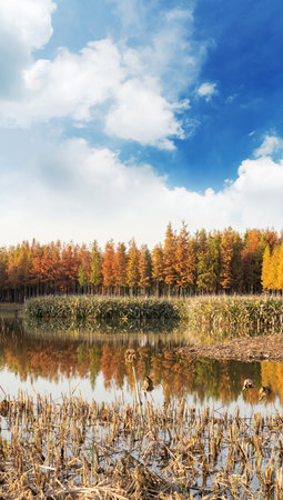 Beautiful colorful forest landscape in autumn seasonの写真素材