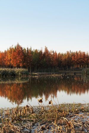 Beautiful colorful forest landscape in autumn seasonの写真素材