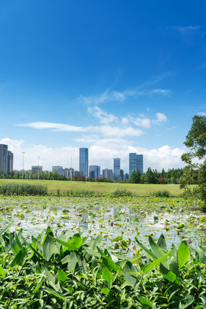 spring park and modern cityの写真素材