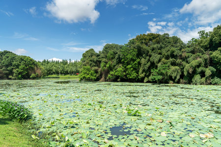 The outdoor park pond is full of lotus flowersの写真素材