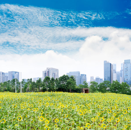 flower field in park at city center and modern cityの写真素材