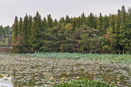 Lush greener around the pond in the parkの写真素材