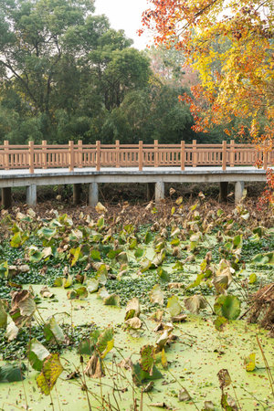 Wooden bridge over little river in city parkの写真素材